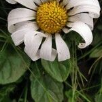 Leucanthemum adustum Blomma