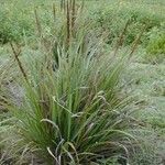 Eragrostis variabilis 整株植物