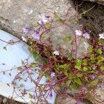 Cymbalaria muralis Flower