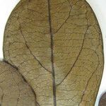 Terminalia amazonia Muu