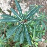 Euphorbia squamigera Folio