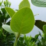 Monimia rotundifolia Blatt