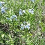 Amsonia ciliata Staniste