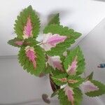 Coleus decurrensFolha