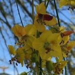 Parkinsonia aculeata अन्य