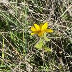 Helianthus pauciflorus Hostoa