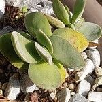 Crassula cotyledonis Leaf