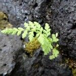 Asplenium foreziense Fuelha