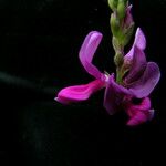 Indigofera cassioides Хабит