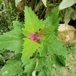 Chenopodium giganteumYaprak