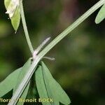 Vicia loiseleurii Altres