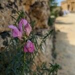 Antirrhinum australeফুল