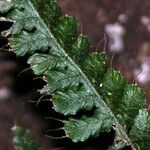Trichomanes crispum Leaf