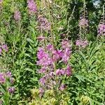 Epilobium angustifoliumFlower