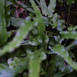 Asplenium rhizophyllum Folha