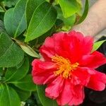 Camellia japonica Virág