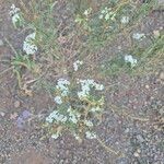 Heliotropium longiflorum फूल