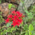 Rhodopentas parvifolia Flor