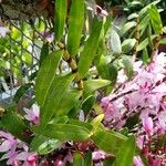 Dendrobium moniliforme Folha