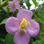 Osbeckia stellata