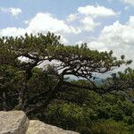 Pinus virginiana Habit