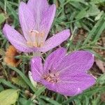 Colchicum lusitanum 花