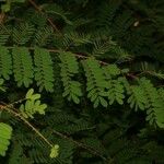 Caesalpinia decapetala Frunză