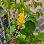 Corchorus hirtus പുഷ്പം