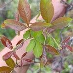 Searsia longipes Leaf