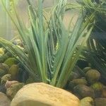 Zostera marina Fruto
