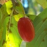 Cornus officinalis Fruto