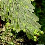 Hymenophyllum humboldtianum Vivejo