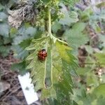 Urtica urens Foglia