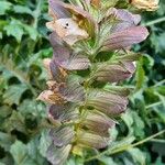 Acanthus spinosusЦвят