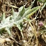 Carduus pycnocephalus Leaf