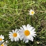 Leucanthemum heterophyllum Žiedas