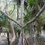 Pandanus tectorius Écorce