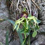 Prosthechea cochleata 花