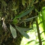 Angraecum borbonicum 整株植物