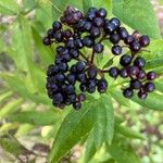 Sambucus ebulusFlower