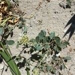 Abronia angustifolia