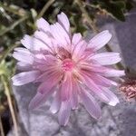 Crepis incana