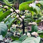 Casearia silvana Flower