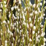 Salix discolor Corteza