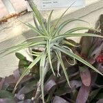Tillandsia cacticola Leaf