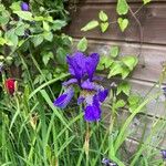 Iris sibirica Cvet
