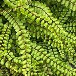 Asplenium trichomanes Φύλλο