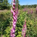 Digitalis purpureaCvet