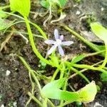 Heteranthera limosa পাতা