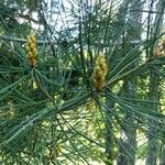 Pinus bungeana Лист